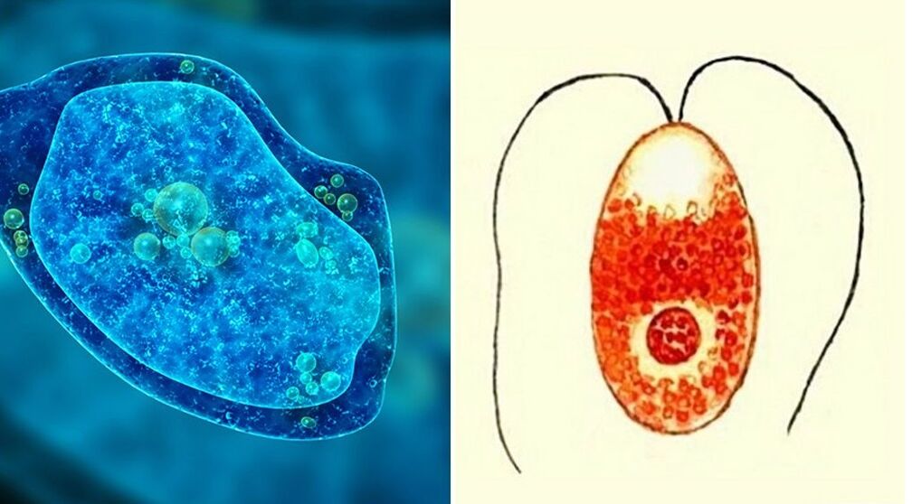 parassiti unicellulari, ameba dissenterica e plasmodio malarico