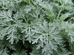 Wormwood contro i vermi